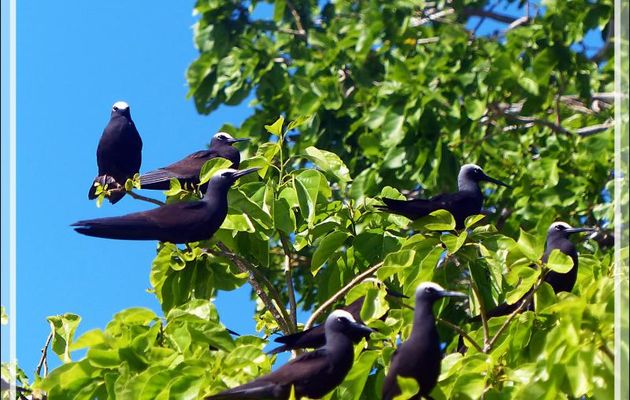 Noddi noir, Black Noddy (Anous minutus) sur arbres "Puka" (Pisonia grandis) - Ile aux oiseaux - Vers la passe sud Tumakohua (Tetamanu) - Atoll de Fakarava - Tuamotu - Polynésie française
