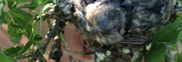 SUITE EVOLUTION OISEAUX DANS NID