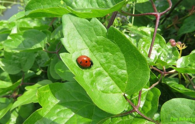 les coccinelles qui ... XXX