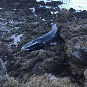 Un rorqual échoue sur une plage de Batz sur mer