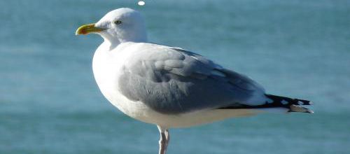L'albatros, cet autre éternel errant