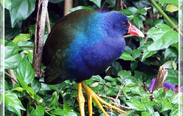 Talève violacée, Purple gallinule (Porphyrio martinica) - Parque das Aves - Foz do Iguaçu - Brésil