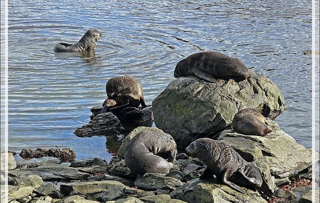 Otaries à fourrure antarctique : pendant que les unes se baignent, les autres font la sieste sur l'herbe - Grytviken - Géorgie du Sud