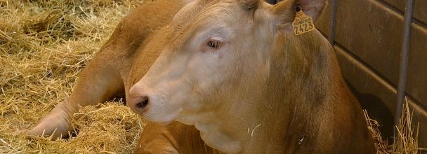 Salon de l'Agriculture 2012 : Jeune vache GAILLAC