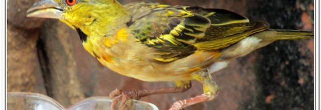 MES AMIS  OISEAUX  DU SENEGAL No2
