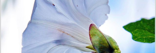 Liseron des Haies (1) - Calystegia sepium