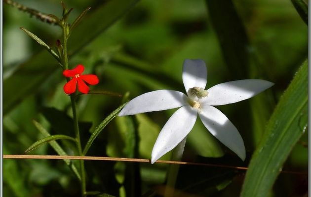 Lastron blanc ou Étoile de Bethléem (Hippobroma longiflora) et "striga asiatica" - Praslin - Seychelles