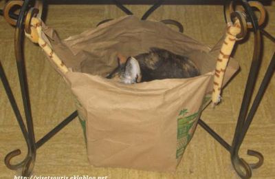 Qui joue à chat ?