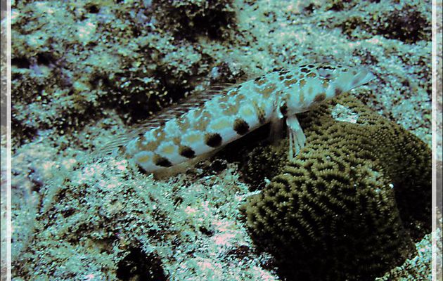 Pintade à taches noires, Parapercis à taches noires, Thousand-spot grubfish, Black dotted sand perch (Parapercis millepunctata) - Moofushi - Atoll d'Ari - Maldives