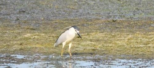 ...oh, un Nycticorax nycticorax...