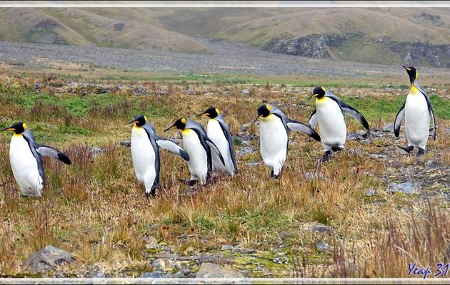 La "République (des Pingouins) en Marche" - Whistle Cove - Fortuna Bay - Géorgie du Sud