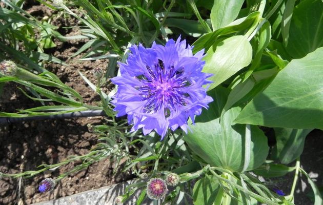 une belle fleur avec effet double