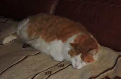 Chat va pas du tout !!!!