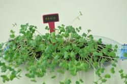 Dans notre petit jardin