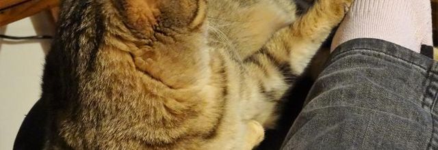 Dimanche c'est chat