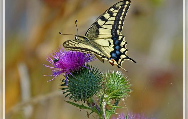 Papillon Machaon, Grand porte-queue, Swallowtail (Papilio machaon) - Loix-en-Ré - Ile de Ré - 17
