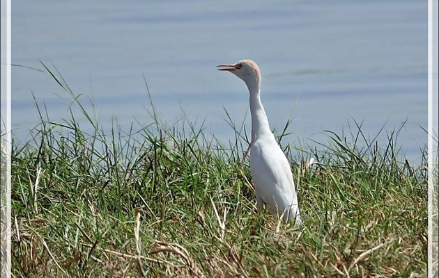 Héron garde-boeufs, Western Cattle Egret (Bubulcus ibis) - Safari nautique - Parc National de Chobe - Botswana
