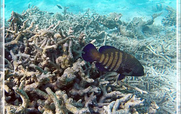 Snorkeling : Mérou paon ou céleste, Vieille cuisinière, Bluespotted grouper (Cephalopholis argus) - Moofushi - Atoll d'Ari - Maldives