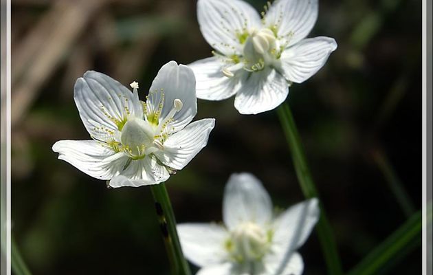 Parnassie des marais (Parnassia palustris) - Port de Balès - 31 / 65