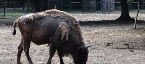 ... même ce pauvre bison futé...