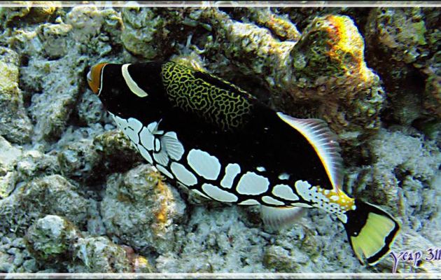 Baliste-clown, Clown triggerfish (Balistoides conspicillum) - Snorkeling à Thudufushi - Atoll d'Ari - Maldives