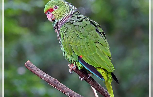Perroquet Amazone vineuse, Vinaceous-breasted Amazon (Amazona vinacea) - Parque das Aves - Foz do Iguaçu - Brésil