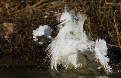 Bain d'Aigrette garzette en nuptial.