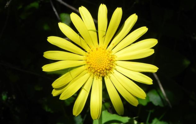 une fleur jaune ...