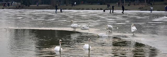 Lac Daumesnil Paris 12ème : L'hiver est rude ... suite