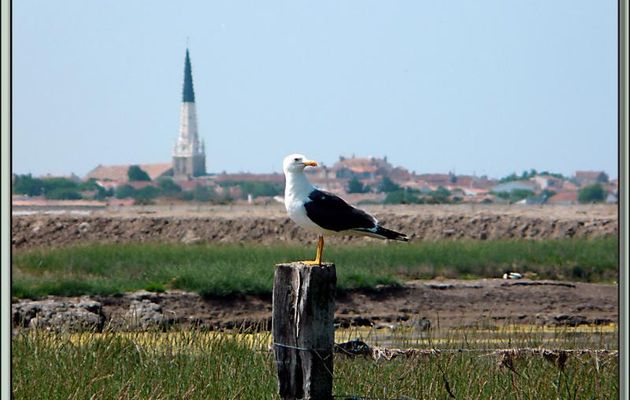 Le goéland et le clocher - Ars-en-Ré - Ile de Ré - 17