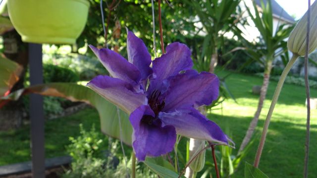 Clematis "The President" Une belle clématite pour notre terrasse