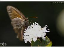 Papillon non identifié (Nymphalidae)