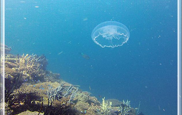 Méduse - Nosy Mitsio - Madagascar