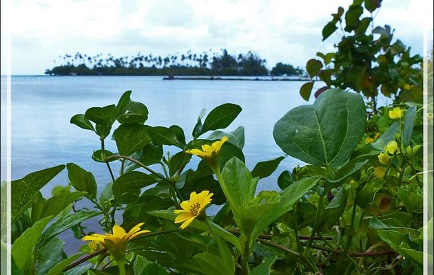 Fleur sauvage jaune - Raiatea - Polynésie française