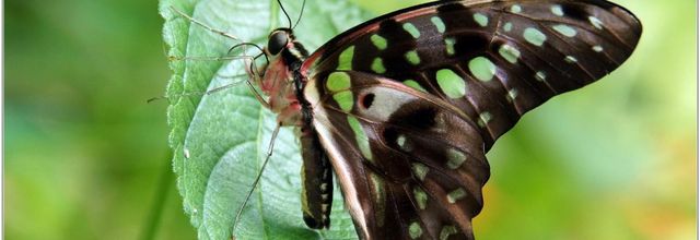 Voilier Vert (1) - Graphium agamemnon