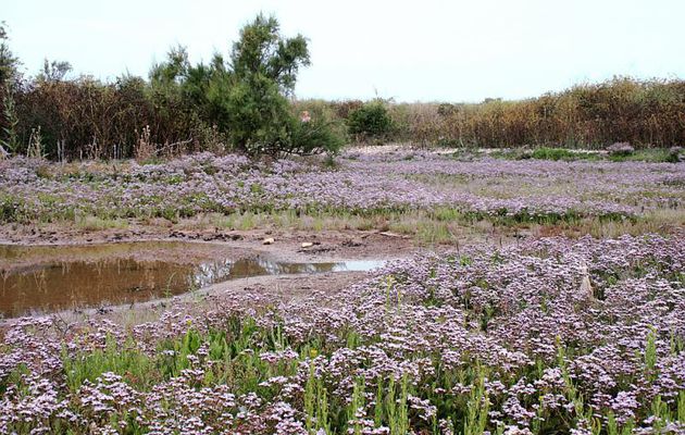 Lavande de mer (Limonium vulgare) - La Couarde - Ile de Ré - 17
