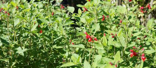 Salvia, sauge