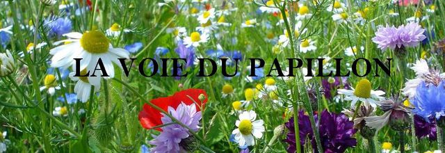 La voie du papillon !