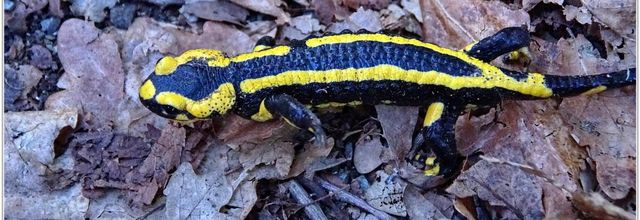 Salamandre Tachetée (1) - Salamandra salamandra