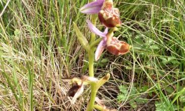 Ophrys aegirtica - ophrys du Gers