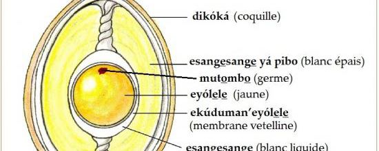 Mwèñ :  la coupe d'un oeuf en duala
