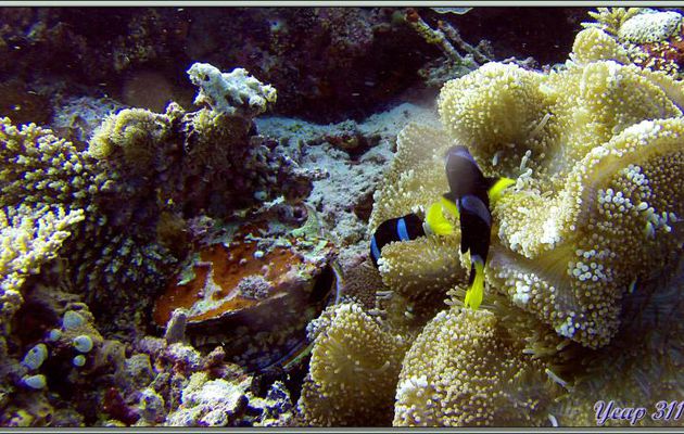 Poisson-clown (Probablement poisson clown de Clark (P. clarkii) avec variabilité de livrée) et Spondyle variable ou Huître à charnières (Spondylus varius) - Dega Thila - Atoll d'Ari - Maldives