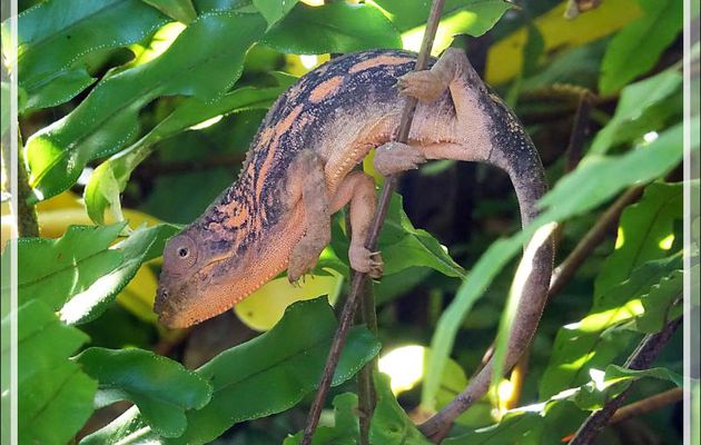 Caméléon panthère femelle, Panther chameleon (Furcifer pardalis) - Nosy Sakatia - Madagascar