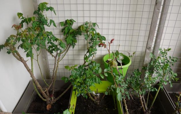 LE PRINTEMPS SUR MON BALCON