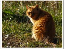 Chat Européen