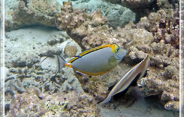  Snorkeling : Licorne indienne à épines orange, Nason bariolé, Nasique à éperons, Orange-spine unicorn, Smoothheaded unicornfish (Naso elegans) - Moofushi - Atoll d'Ari - Maldives
