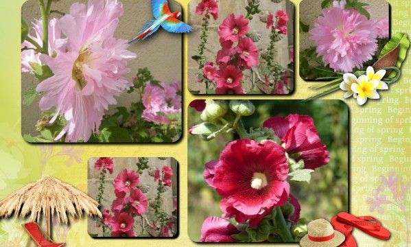 La Rose Trémière (Althéa ou Alcéa roséa)