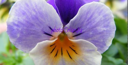 Photos: Petites pensées (3)