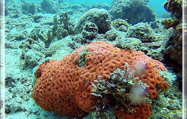 Sous toute réserve : Corail ananas, Pineapple coral, Branched cup coral (Blastomussa merleti) - Nosy Mitsio - Madagascar
