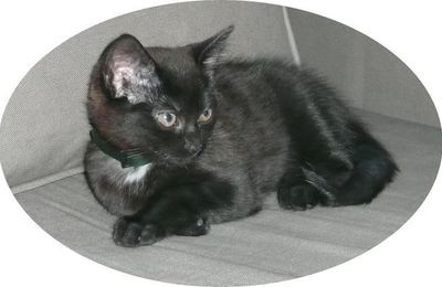 EB - Cerise est partie au paradis des chats...